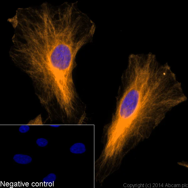 Immunocytochemistry/ Immunofluorescence - Donkey F(ab')2 Anti-Rabbit IgG H&L (Alexa Fluor® 594) preadsorbed (AB150072)