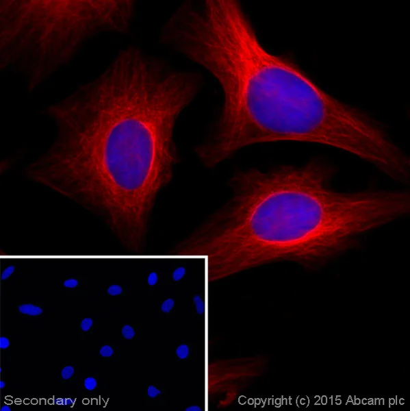 Immunocytochemistry/ Immunofluorescence - Donkey F(ab')2 Anti-Rabbit IgG H&L (Alexa Fluor® 647) preadsorbed (AB181347)