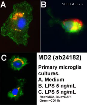 Immunocytochemistry/ Immunofluorescence - Donkey F(ab')2 Anti-Rabbit IgG H&L (PE) preadsorbed (AB7007)