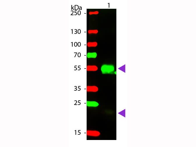 Western blot - Donkey F(ab')2 Anti-Rabbit IgG H&L (PE) preadsorbed (AB7007), expandable thumbnail