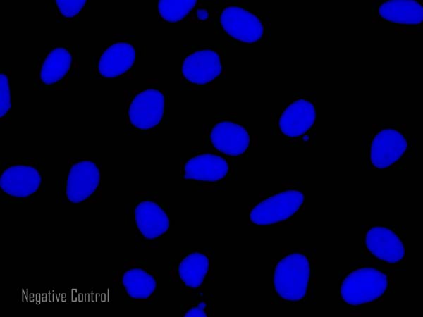 Immunocytochemistry/ Immunofluorescence - Donkey F(ab')2 Anti-Rat IgG H&L (Alexa Fluor® 488) preadsorbed (AB150149), expandable thumbnail
