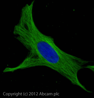 Immunocytochemistry/ Immunofluorescence - Donkey F(ab')2 Anti-Rat IgG H&L (Alexa Fluor® 488) preadsorbed (AB150149), expandable thumbnail