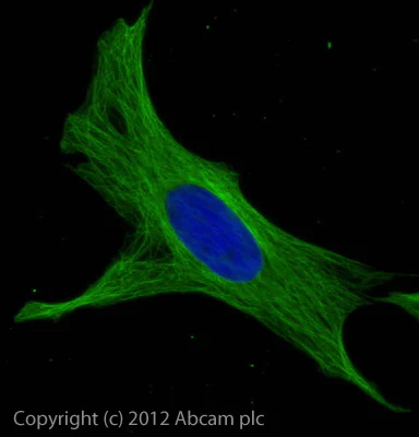 Immunocytochemistry/ Immunofluorescence - Donkey F(ab')2 Anti-Rat IgG H&L (Alexa Fluor® 488) preadsorbed (AB150149)