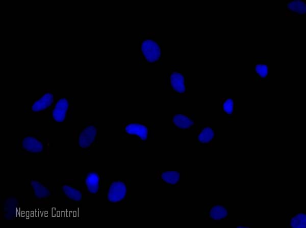 Immunocytochemistry/ Immunofluorescence - Donkey F(ab')2 Anti-Rat IgG H&L (Alexa Fluor® 568) preadsorbed (AB175708), expandable thumbnail