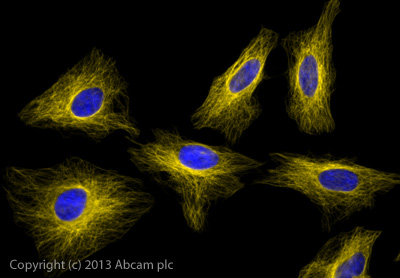 Immunocytochemistry/ Immunofluorescence - Donkey F(ab')2 Anti-Rat IgG H&L (Alexa Fluor® 568) preadsorbed (AB175708), expandable thumbnail