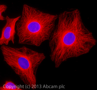 Immunocytochemistry/ Immunofluorescence - Donkey F(ab')2 Anti-Rat IgG H&L (Alexa Fluor® 647) preadsorbed (AB150151), expandable thumbnail