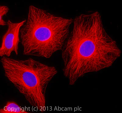 Immunocytochemistry/ Immunofluorescence - Donkey F(ab')2 Anti-Rat IgG H&L (Alexa Fluor® 647) preadsorbed (AB150151)