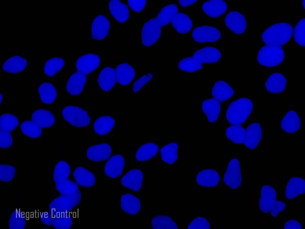 Immunocytochemistry/ Immunofluorescence - Donkey F(ab')2 Anti-Rat IgG H&L (Alexa Fluor® 647) preadsorbed (AB150151), expandable thumbnail