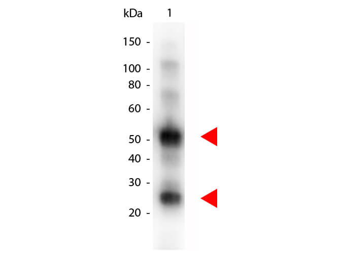 Western blot - Donkey Anti-Goat IgG H&L (AB6880), expandable thumbnail