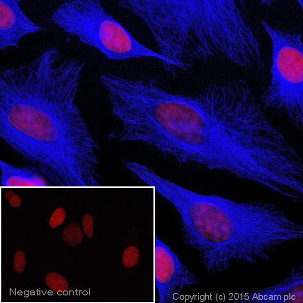 Immunocytochemistry/ Immunofluorescence - Donkey Anti-Goat IgG H&L (Alexa Fluor® 405) (AB175664), expandable thumbnail