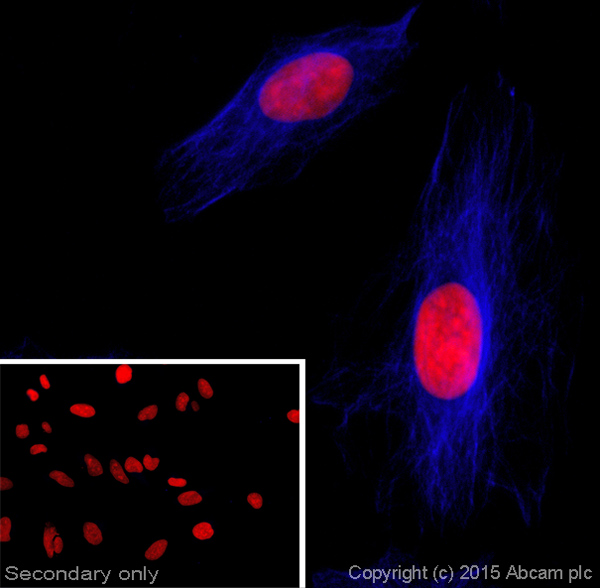 Immunocytochemistry/ Immunofluorescence - Donkey Anti-Goat IgG H&L (Alexa Fluor® 405) preadsorbed (AB175665), expandable thumbnail