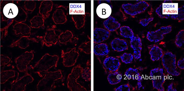 Immunohistochemistry (Frozen sections) - Donkey Anti-Goat IgG H&L (Alexa Fluor® 405) preadsorbed (AB175665), expandable thumbnail