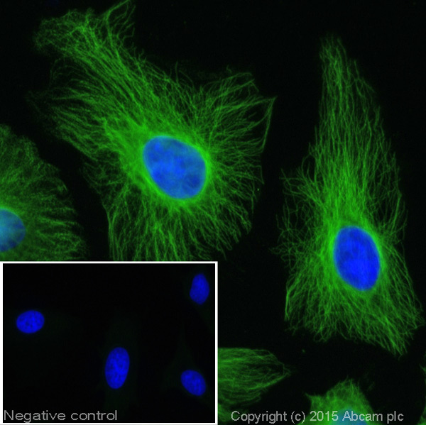 Immunocytochemistry/ Immunofluorescence - Donkey Anti-Goat IgG H&L (Alexa Fluor® 488) (AB150129), expandable thumbnail