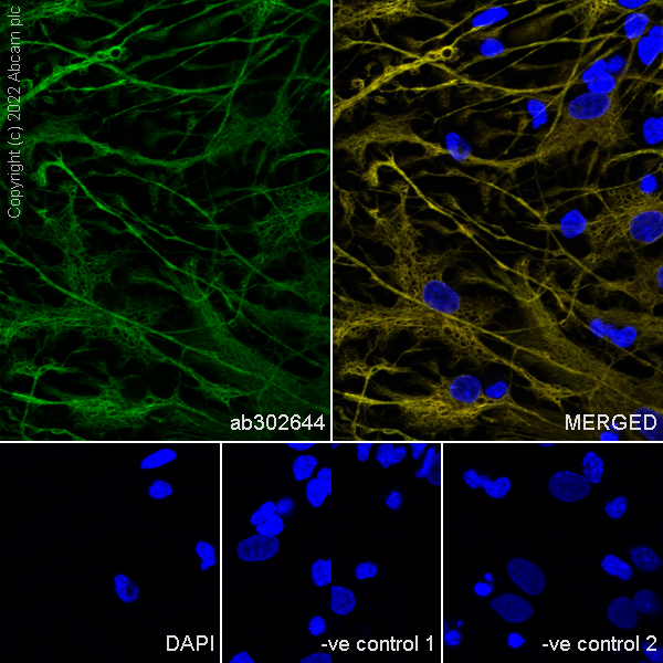 Immunocytochemistry/ Immunofluorescence - Donkey Anti-Goat IgG H&L (Alexa Fluor® 488) (ab150129), expandable thumbnail