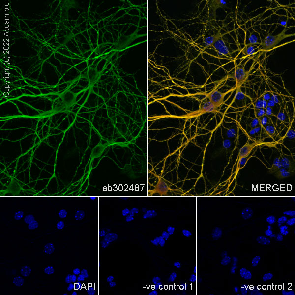 Immunocytochemistry/ Immunofluorescence - Donkey Anti-Goat IgG H&L (Alexa Fluor® 488) (AB150129), expandable thumbnail