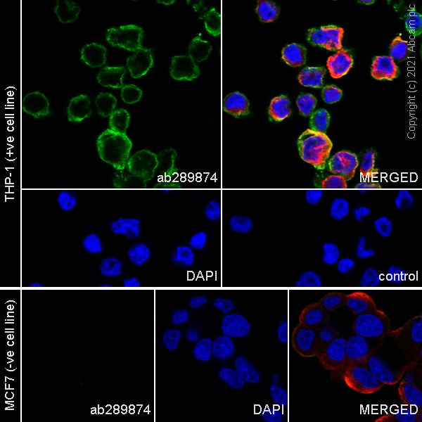 Donkey anti-goat IgG (Alexa Fluor® 488) secondary antibody