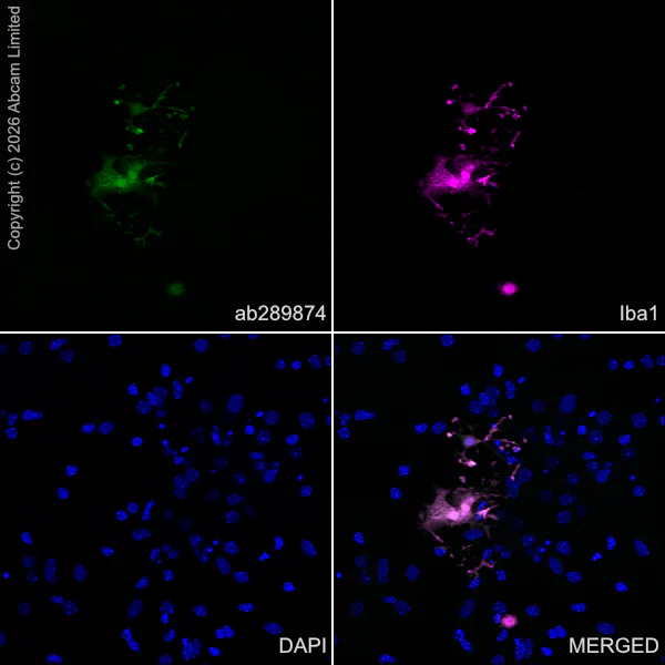 Immunocytochemistry/ Immunofluorescence - Donkey Anti-Goat IgG H&L (Alexa Fluor® 488) (AB150129)