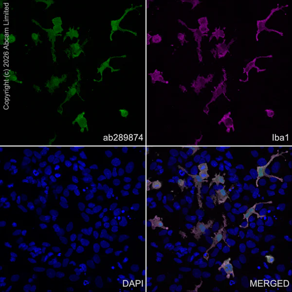 Immunocytochemistry/ Immunofluorescence - Donkey Anti-Goat IgG H&L (Alexa Fluor® 488) (AB150129)