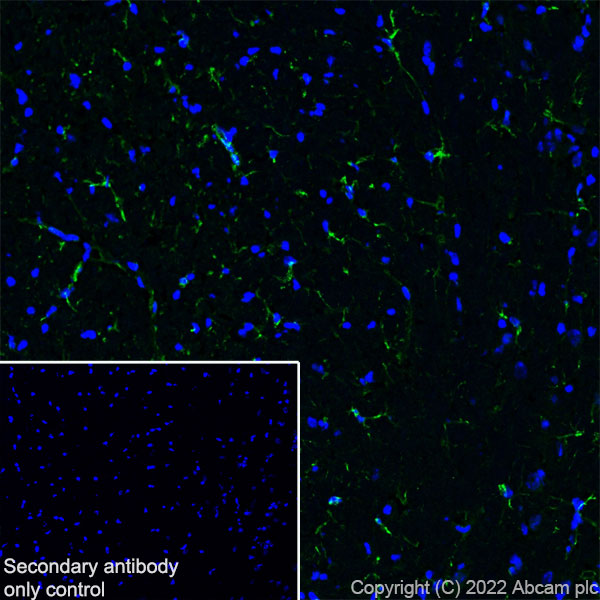 Immunohistochemistry (Frozen sections) - Donkey Anti-Goat IgG H&L (Alexa Fluor® 488) (ab150129), expandable thumbnail