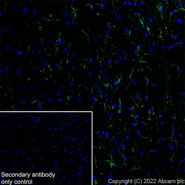 Immunohistochemistry (Frozen sections) - Donkey Anti-Goat IgG H&L (Alexa Fluor® 488) (ab150129), expandable thumbnail