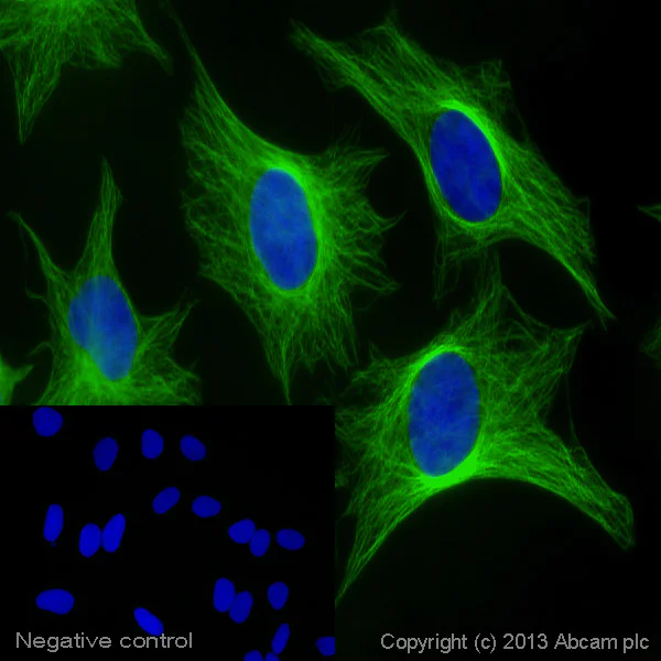 Immunocytochemistry/ Immunofluorescence - Donkey Anti-Goat IgG H&L (Alexa Fluor® 488) preadsorbed (AB150133)