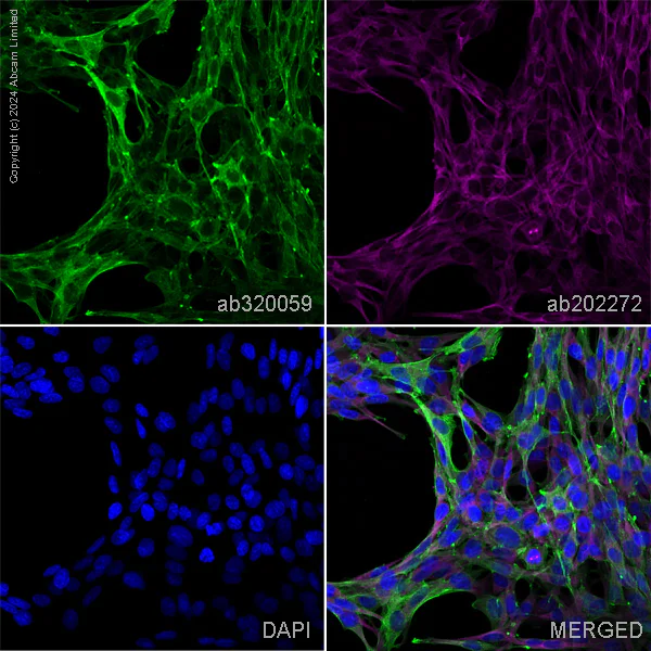 Immunocytochemistry/ Immunofluorescence - Donkey Anti-Goat IgG H&L (Alexa Fluor® 488) preadsorbed (AB150133)