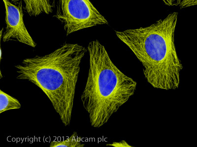 Immunocytochemistry/ Immunofluorescence - Donkey Anti-Goat IgG H&L (Alexa Fluor® 555) preadsorbed (AB150134), expandable thumbnail