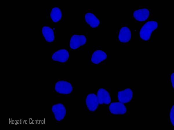 Immunocytochemistry/ Immunofluorescence - Donkey Anti-Goat IgG H&L (Alexa Fluor® 555) preadsorbed (AB150134), expandable thumbnail