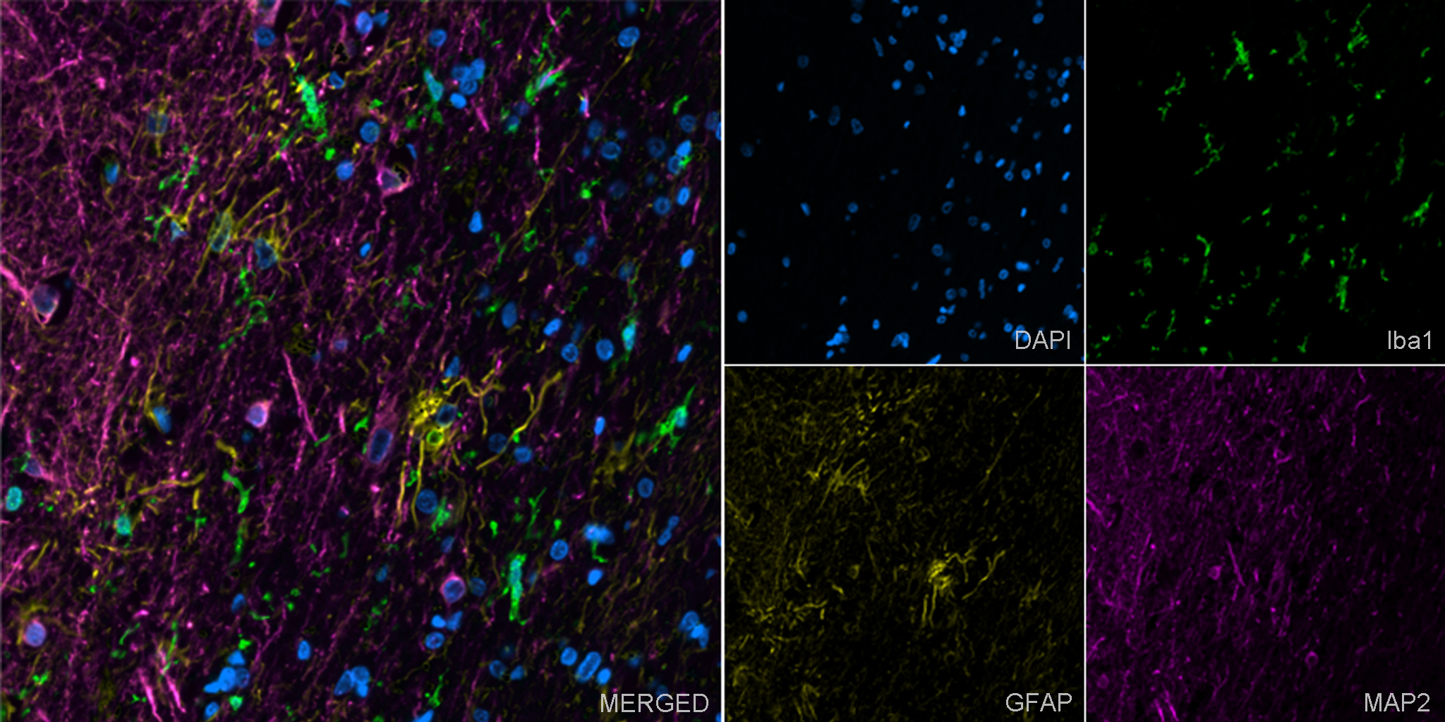 Donkey Anti Goat (IgG) secondary antibody preadsorbed Alexa Fluor® 555