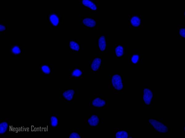 Donkey Anti Goat (IgG) secondary antibody Alexa Fluor® 568
