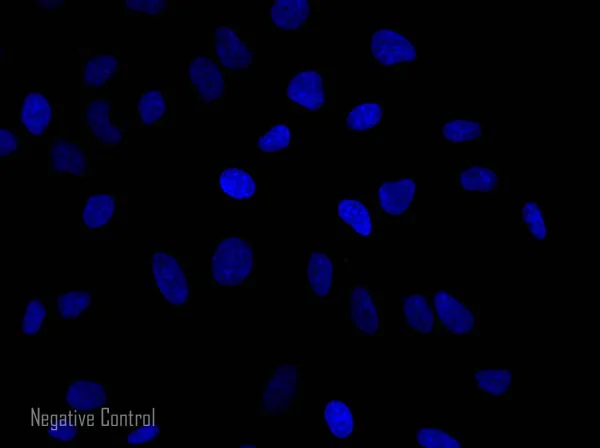 Immunocytochemistry/ Immunofluorescence - Donkey Anti-Goat IgG H&L (Alexa Fluor® 568) preadsorbed (AB175704)