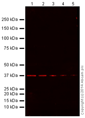 Western blot - Donkey Anti-Goat IgG H&L (Alexa Fluor® 680) (AB175776), expandable thumbnail