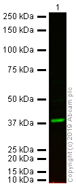 Western blot - Donkey Anti-Goat IgG H&L (Alexa Fluor® 750) (AB175744), expandable thumbnail