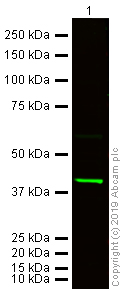 Western blot - Donkey Anti-Goat IgG H&L (Alexa Fluor® 750) preadsorbed (AB175745), expandable thumbnail