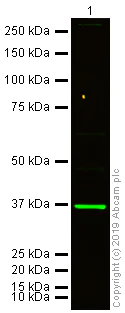Western blot - Donkey Anti-Goat IgG H&L (Alexa Fluor® 750) preadsorbed (AB175745)