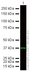 Western blot - Donkey Anti-Goat IgG H&L (Alexa Fluor® 790) (AB175784), expandable thumbnail