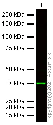 Western blot - Donkey Anti-Goat IgG H&L (Alexa Fluor® 790) (AB175784)