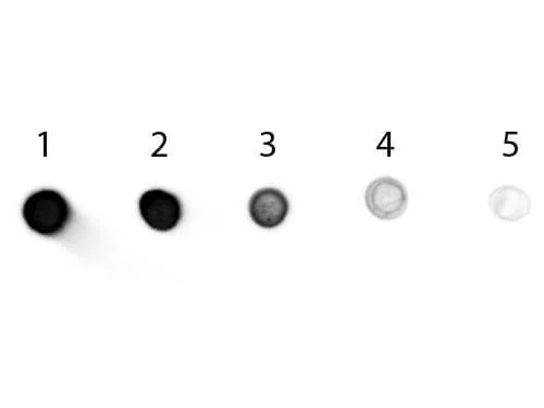 Dot Blot - Donkey Anti-Goat IgG H&L (Alkaline Phosphatase) (AB6886)