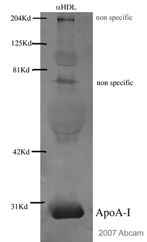Western blot - Donkey Anti-Goat IgG H&L (Alkaline Phosphatase) (AB6886)