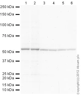 Western blot - Donkey Anti-Goat IgG H&L (Alkaline Phosphatase) (AB97107)