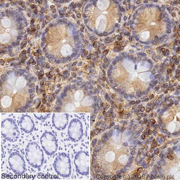 Immunohistochemistry (Formalin/PFA-fixed paraffin-embedded sections) - Donkey Anti-Goat IgG H&L (Biotin) (AB208000)