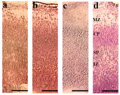 Donkey Anti-Goat IgG H&L (Biotin)