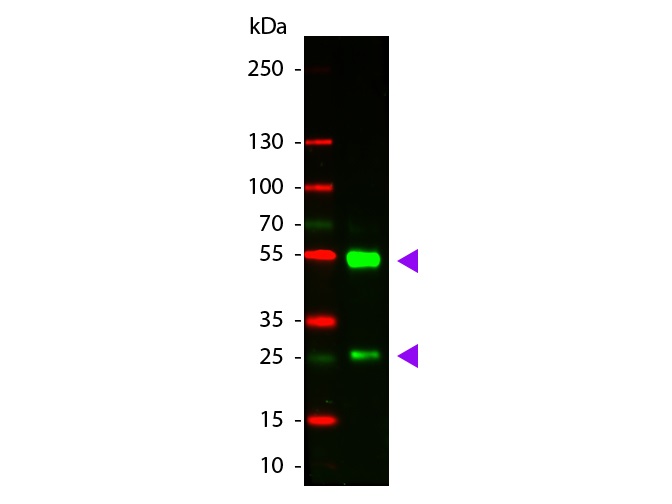 Western blot - Donkey Anti-Goat IgG H&L (Cy3 ®) preadsorbed (AB6949), expandable thumbnail