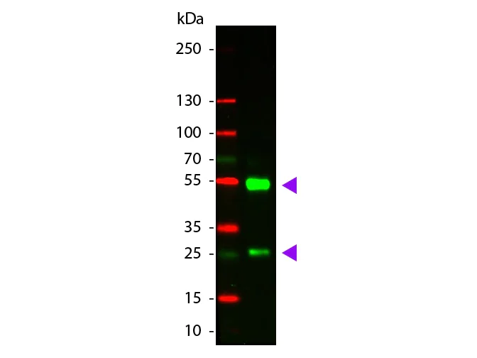 Western blot - Donkey Anti-Goat IgG H&L (Cy3 ®) preadsorbed (AB6949)