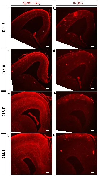 Immunohistochemistry (Frozen sections) - Donkey Anti-Goat IgG H&L (Cy5 ®) preadsorbed (AB6566)