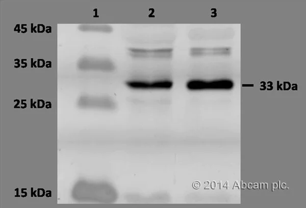 Donkey Anti Goat (IgG) secondary antibody preadsorbed Cy5