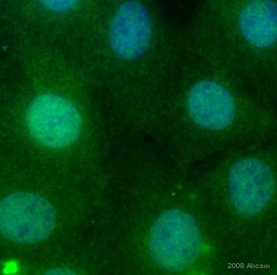 Immunocytochemistry/ Immunofluorescence - Donkey Anti-Goat IgG H&L (FITC) (AB6881)