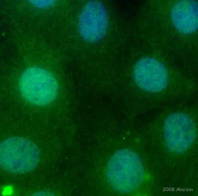Immunocytochemistry/ Immunofluorescence - Donkey Anti-Goat IgG H&L (FITC) (AB6881)