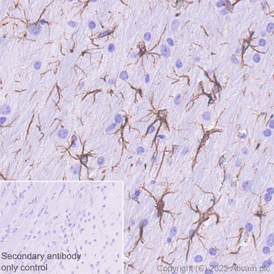 Immunohistochemistry (Formalin/PFA-fixed paraffin-embedded sections) - Donkey Anti-Goat IgG H&L (HRP) (ab205723), expandable thumbnail