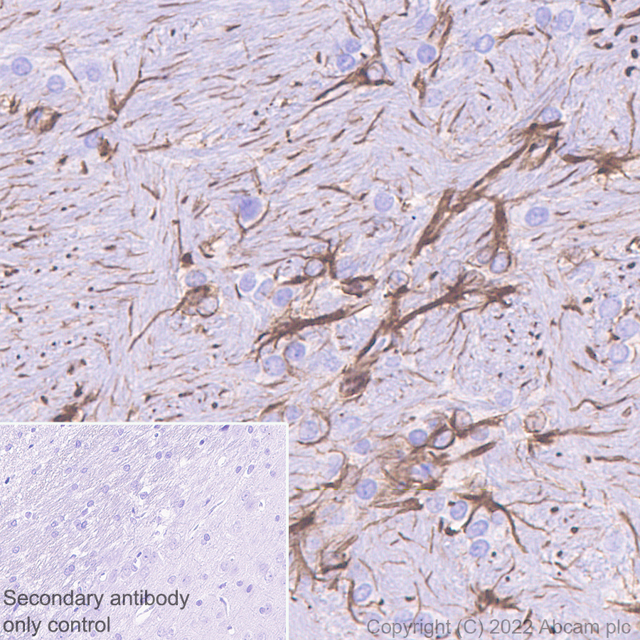 Immunohistochemistry (Formalin/PFA-fixed paraffin-embedded sections) - Donkey Anti-Goat IgG H&L (HRP) (ab205723), expandable thumbnail